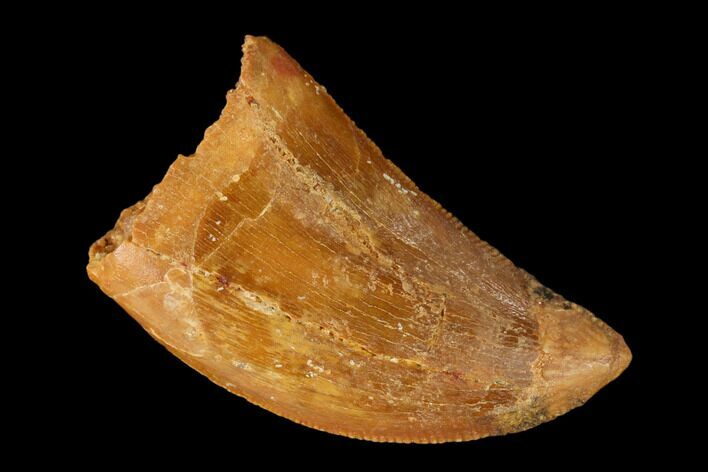 Serrated, Carcharodontosaurus Tooth - Real Dinosaur Tooth #145717